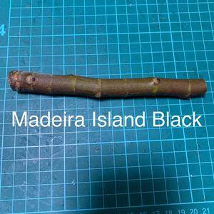 Madeira Island Black穂木　イチジク穂木 いちじく穂木 