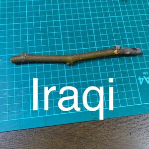 Iraqi穂木　いちじく穂木 イチジク穂木 