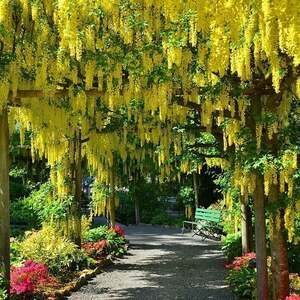 100 jpy ~* wistaria as with shide . down .. vivid yellow flower .. beautiful * King sali* Kiva na Fuji * 7 number *