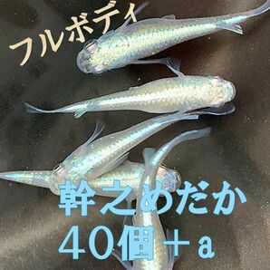 みゆきメダカ有精卵40個＋αゾウリムシ付