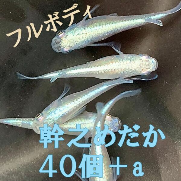 みゆきメダカ有精卵40個＋αゾウリムシ付