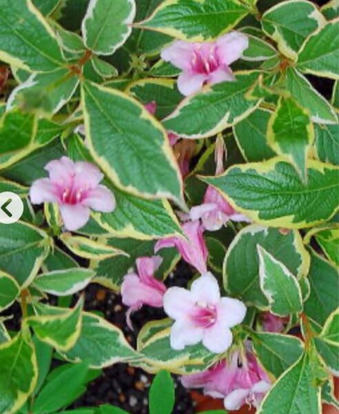 ウツギ 斑入り 挿木用 挿し穂 5本
