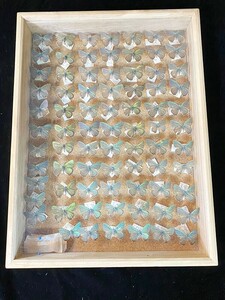 送料無料◆昆虫標本◆標本箱サイズ 縦40㎝×横30㎝ 蝶々 コレクター品 札幌市発 店頭引取歓迎 a13