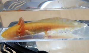 ultra rare super beautiful!!u-pa- LOOPER Golden * color taste. .. body . body side .. tail till small silver lame . whole body .... finest quality select individual ±9cm