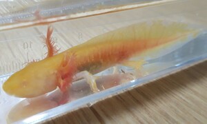  ultra rare super beautiful!!u-pa- LOOPER Golden * color taste. .. body . body side .. tail till small silver lame .... finest quality select individual ±8cm
