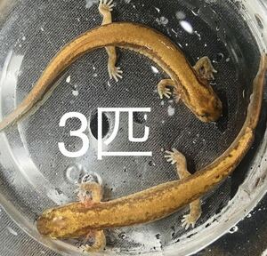 3 pcs extra-large ultimate beautiful is connector reference uo6~8cm. raw gold color a little over . wait large reference uo amphibia frog newt salamander 
