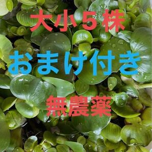 ミニホテイアオイ大小5株おまけ付き無農薬姫ホテイアオイホテイアオイ