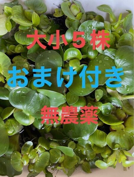 ミニホテイアオイ大小5株おまけ付き無農薬姫ホテイアオイホテイアオイ