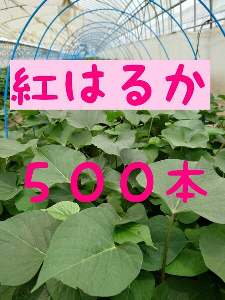 さつまいも苗【紅はるか500本】【ウイルスフリーきり苗】