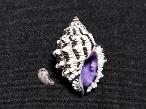 *.* shell * specimen *kchi purple Ray sidamasi