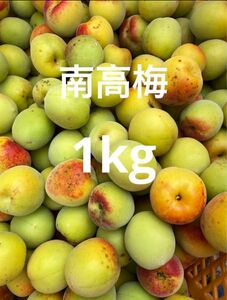 和歌山県産　紀州南高梅　青梅　1kg