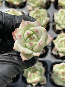 20株 Z7多肉植物 エケベリア青目 超美苗 サボテン 観葉植物 花 園芸　レア種 土と根付きで