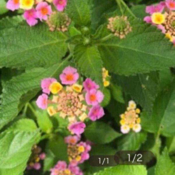 ランタナ抜き2本 アジュガ挿し穂5本