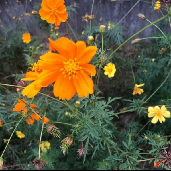 黄花オレンジコスモス　混合　抜き苗10本