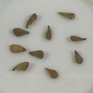 Pachypodium namaquanum種子10粒★第四種送料(37)