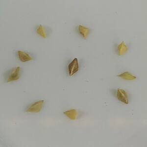 Boswellia frereanaボスウェリアネグレクタ 種子10粒★第四種送料(40)