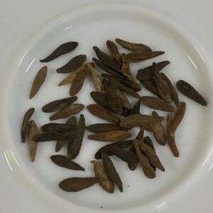Pachypodium ambongenseアンボンゲンセ 種子50粒★第四種送料(41)