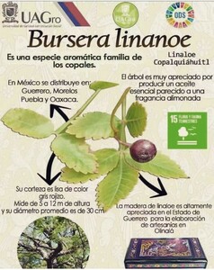 Bursera Linaloe 種子10粒★第四種送料（47）