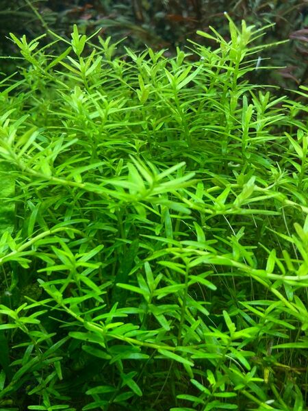 グリーンロタラ 20本　5cm以上　水中葉 無農薬 無害虫