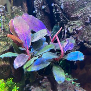 ブセファランドラspブラックエンジェル2株 Bucephalandra