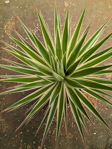 Yucca ユッカ アロイフォリア 千寿蘭 斑入り バリエガータ 抜き苗大株