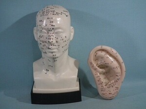 ジャンク扱い 頭部針穴位模型 ＆ 耳針穴位模型