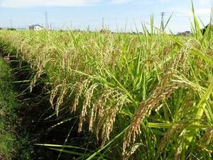 *. мир 5 отчетный год Niigata Koshihikari сельское хозяйство дом лот неочищенный рис 30Kg