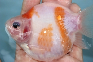  sphere mackerel 2 -years old 2023 year production image 1 pcs male female? 1 week . reservation possible animation 2 ps own production transparent . goldfish tama mackerel sphere .. short tail Short tail Tama .. crucian tail 