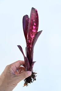 Billbergia 'Hallelujah'　@bikamori.com ビルベルギア ハレルヤ