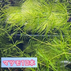 [ free shipping ] less pesticide matsumo water plants 10ps.@ goldfish .
