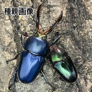 【ブルー】パプアキンイロクワガタ ブルー♂ 幼虫10匹(パプアキンイロ パプキン 青)