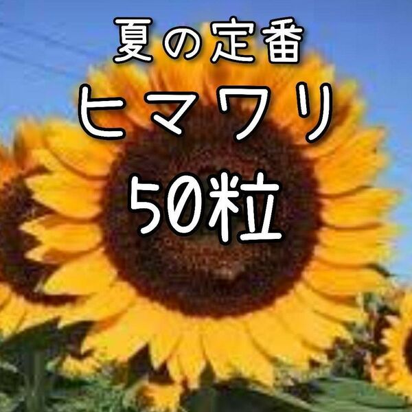 【ヒマワリのタネ】50粒 種子 種 大輪 向日葵 ひまわり 切り花にも 夏
