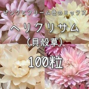 【ヘリクリサムのタネ】ピンク&クリーム100粒 種子 種 貝殻草 切り花にも