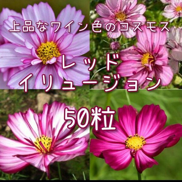 【レッドイリュージョンの種】50粒 種子 コスモス 秋桜 花 切り花にも