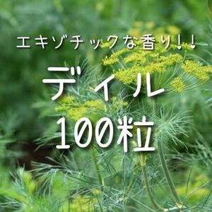 【ディルのタネ】100粒 種子 種 ハーブ 家庭菜園