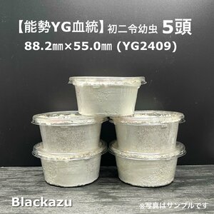 【Blackazu】能勢YG血統　初二令幼虫５頭(♂88.2×♀55.0)　オオクワガタ