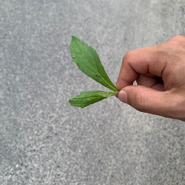葉っぱですぅ
