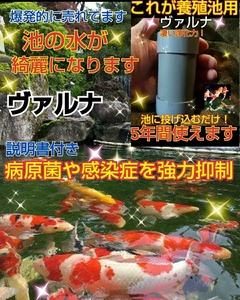 池の水が綺麗に！病原菌を強力抑制【ヴァルナ養殖池用】透明度が増します☆錦鯉の抵抗力アップします！説明書付 購入後もサポートします☆