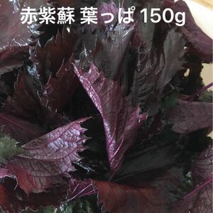 赤しそ 赤紫蘇の葉 150g 紫蘇ジュース お得 無農薬 