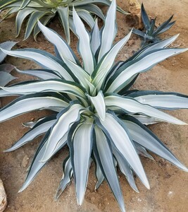 [ special selection beautiful stock ] agave tesmetia-na Quick Silver Agave desmettiana Quick Silver. stock search chitanota.. Paris - tiger n car ta