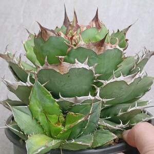 [. dragon .]F-892 special selection parent stock exhibition . stock attaching agave chitanota finest quality a little over .FO-076 a little over . finest quality large stock 