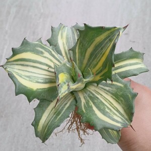 [. dragon .]F-895 special selection succulent plant agave fe lock s... finest quality large stock 