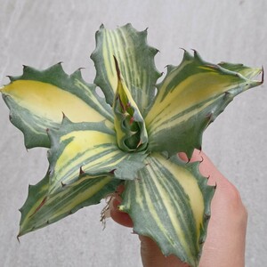 [. dragon .]F-899 special selection succulent plant agave fe lock s yellow middle .... finest quality large stock 
