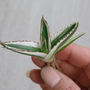 [. dragon .]F-919 succulent plant agave circle . ice mountain finest quality . stock 