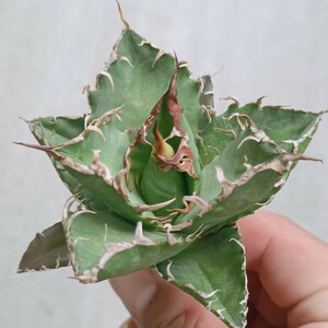 [. dragon .]F-940 special selection agave chitanota..*SUPER CAESAR*si- The -.. a little over . special selection finest quality 1 stock 