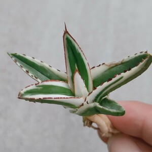 [. dragon .]F-945 succulent plant agave circle . ice mountain finest quality . stock 