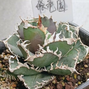[. dragon .]F-946 succulent plant agave chitanota gold Gou a little over .. compilation leaf . carefuly selected . stock excellent ..