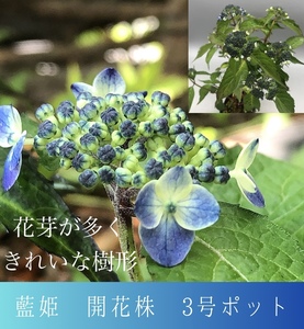 開花間近 きれいな樹姿のヤマアジサイ’藍姫‘ 3号ポット