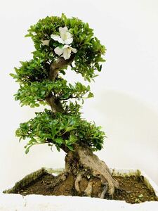  Rhododendron indicum бонсай 