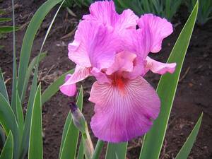  german Iris великолепный цвет .. другой laz Verisa nti